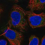 Merck Anti-PICK1 antibody produced in rabbit