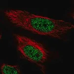 Merck Anti-ARIH2 antibody produced in rabbit