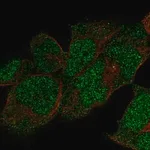 Merck Anti-POLE antibody produced in rabbit