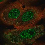 Merck Anti-FOXJ3 antibody produced in rabbit