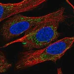 Merck Anti-PYROXD2 antibody produced in rabbit