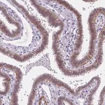 Merck Anti-MAN2C1 antibody produced in rabbit