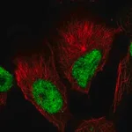 Merck Anti-GABPB1 antibody produced in rabbit