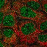 Merck Anti-NUFIP2 antibody produced in rabbit