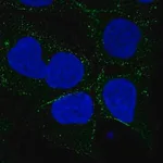 Merck Anti-SMIM8 antibody produced in rabbit
