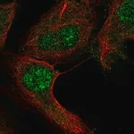Merck Anti-RGS12 antibody produced in rabbit