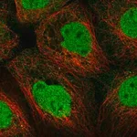 Merck Anti-STK11 antibody produced in rabbit