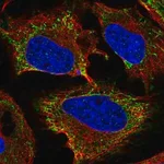 Merck Anti-KIAA1161 antibody produced in rabbit