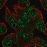 Merck Anti-C16orf72 antibody produced in rabbit