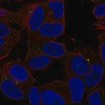 Merck Anti-SLC35D3 antibody produced in rabbit