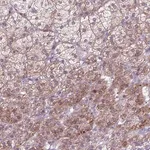 Merck Anti-ADGRV1 antibody produced in rabbit