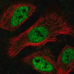 Merck Anti-MNT antibody produced in rabbit