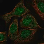 Merck Anti-GATA5 antibody produced in rabbit