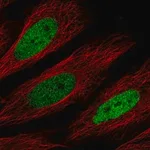 Merck Anti-CEBPD antibody produced in rabbit