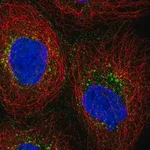 Merck Anti-PRPS2 antibody produced in rabbit