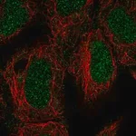Merck Anti-ING3 antibody produced in rabbit