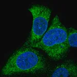 Merck Anti-SLC27A3 antibody produced in rabbit