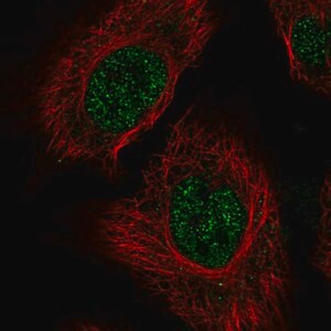 Merck Anti-RSRP1 antibody produced in rabbit