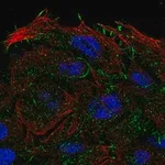 Merck Anti-OXGR1 antibody produced in rabbit