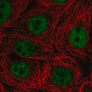 Merck Anti-SCRT2 antibody produced in rabbit