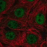 Merck Anti-SCRT2 antibody produced in rabbit