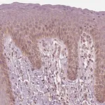 Merck Anti-CNOT2 antibody produced in rabbit