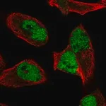 Merck Anti-HNRNPUL2 antibody produced in rabbit