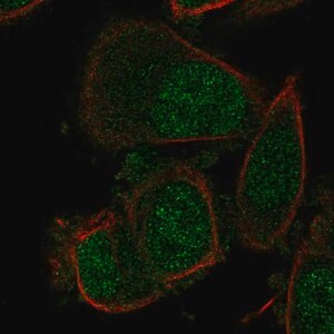 Merck Anti-NABP1 antibody produced in rabbit