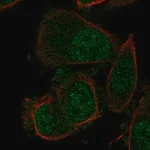 Merck Anti-NABP1 antibody produced in rabbit