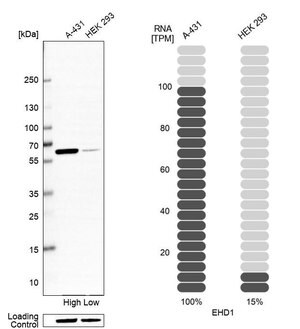Merck Anti-EHD1 antibody produced in rabbit