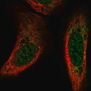 Merck Anti-CSPG5 antibody produced in rabbit