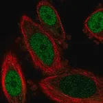 Merck Anti-GBX2 antibody produced in rabbit