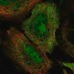 Merck Anti-BRD7 antibody produced in rabbit