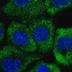 Merck Anti-RNF207 antibody produced in rabbit