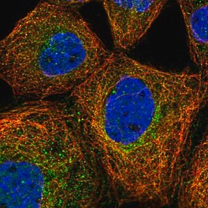 Merck Anti-PRMT9 antibody produced in rabbit