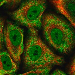 Merck Anti-SYMPK antibody produced in rabbit