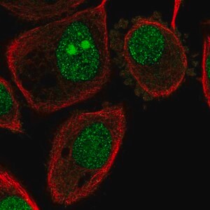 Merck Anti-ATP6V1G1 antibody produced in rabbit
