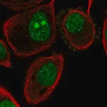 Merck Anti-ATP6V1G1 antibody produced in rabbit