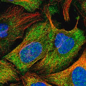 Merck Anti-PSMB9 antibody produced in rabbit