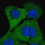 Merck Anti-STRN4 antibody produced in rabbit