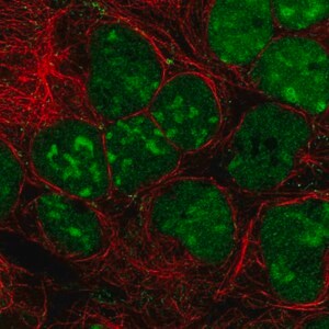 Merck Anti-GPRIN3 antibody produced in rabbit