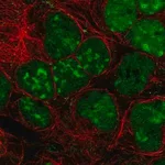 Merck Anti-GPRIN3 antibody produced in rabbit