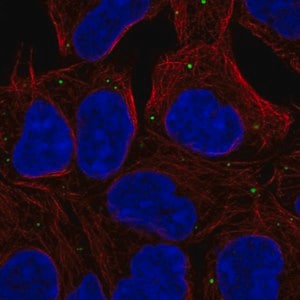 Merck Anti-EDC4 antibody produced in rabbit
