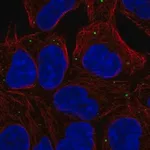 Merck Anti-EDC4 antibody produced in rabbit