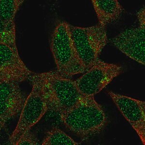 Merck Anti-FKRP antibody produced in rabbit