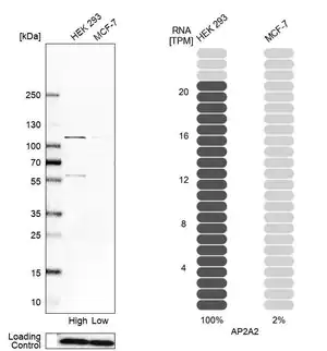 Merck Anti-AP2A2 antibody produced in rabbit