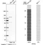 Merck Anti-AP2A2 antibody produced in rabbit