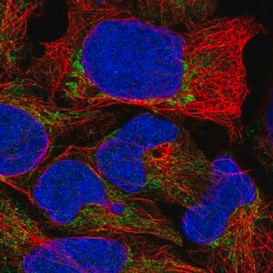Merck Anti-TRMU antibody produced in rabbit