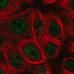 Merck Anti-MSRB1 antibody produced in rabbit