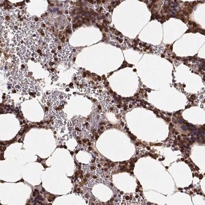 Merck Anti-ARHGEF2 antibody produced in rabbit